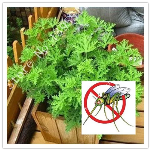 

100pcs - Mosquito Repelling Grass Mozzie Buster Sweetgrass.Garden Home Bonsai Plant.Easy planting Free Shipping Indoor Plant