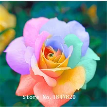 100Pcs seeds Rare Rainbow Rose Seed, Lover Colorful Home Garden Plants Rare Rainbow Rose Flower Seeds
