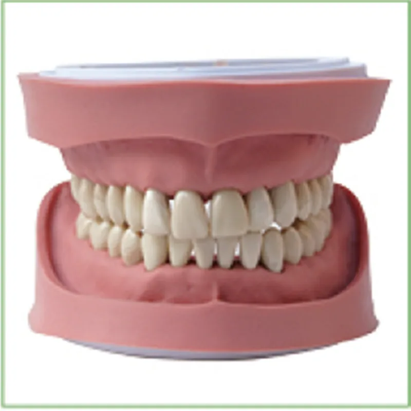 1pc Standard K Study Model teeth models Teeth Jaw Models for dental
