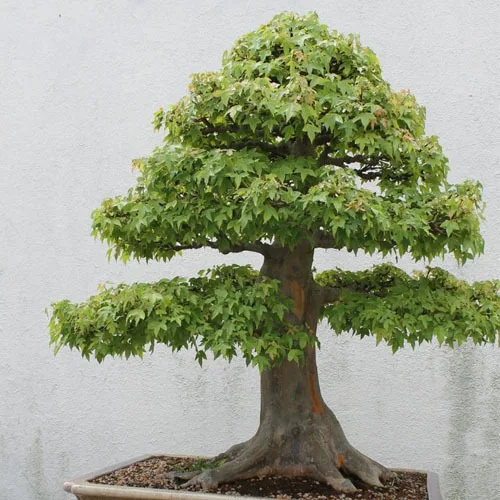 garten baum dekor-kaufen billiggarten baum dekor partien aus china garten baum dekor-kaufen billiggarten baum dekor partien aus china, Best garten ideen