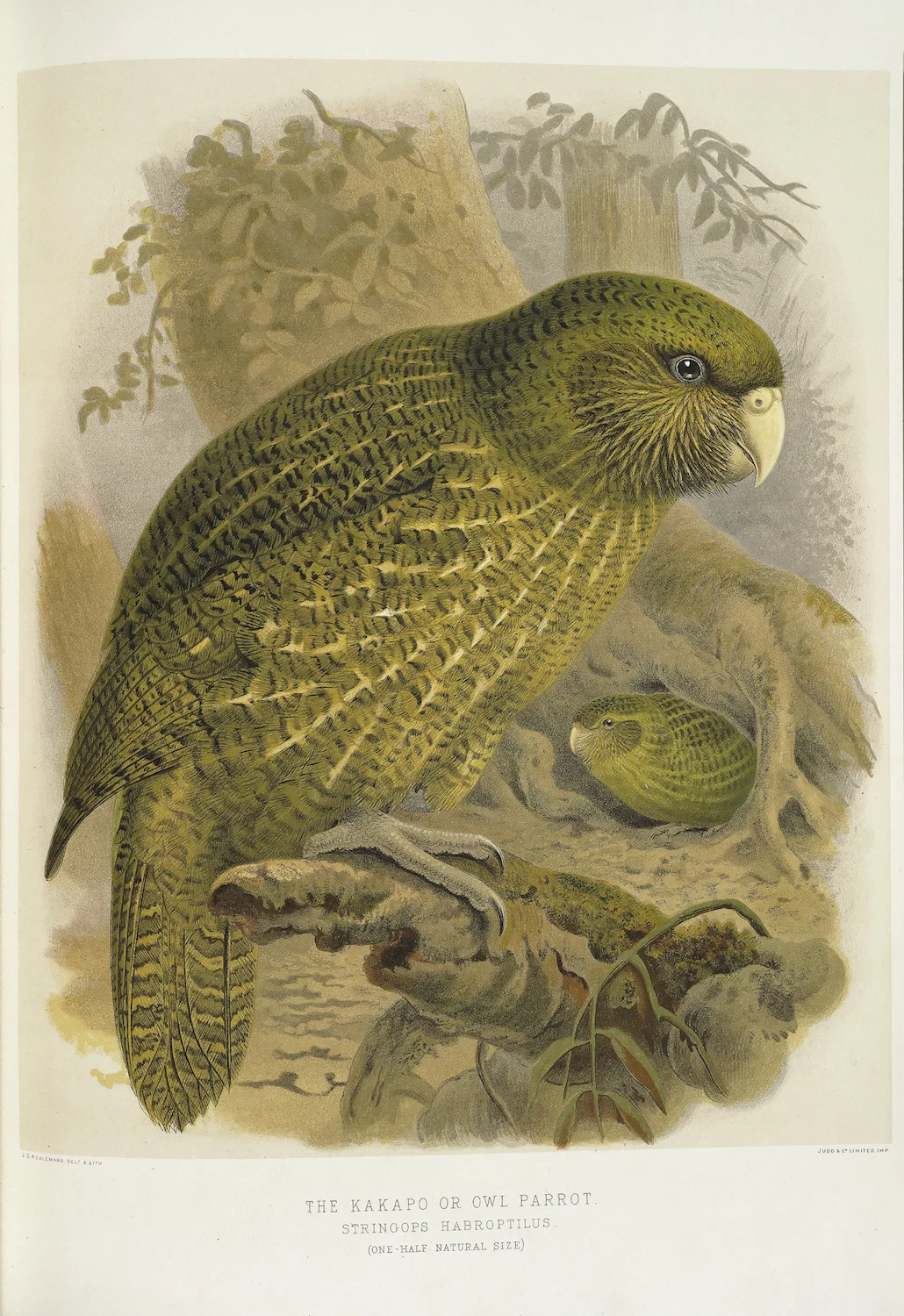 Классический настенный холст для путешествий из новой Zealand серии NZ anative Birds