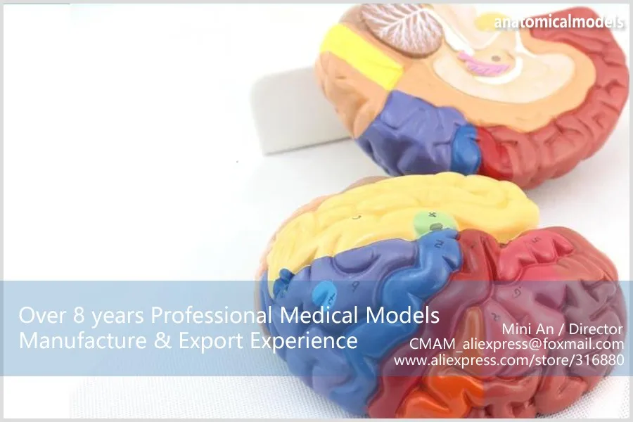 CMAM-BRAIN11 Цвет Функциональная Анатомия Региональный Модель Мозга разделены на 2 Частей