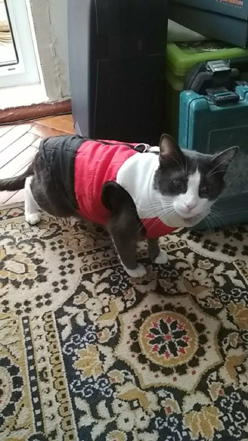 dog coats & jackets