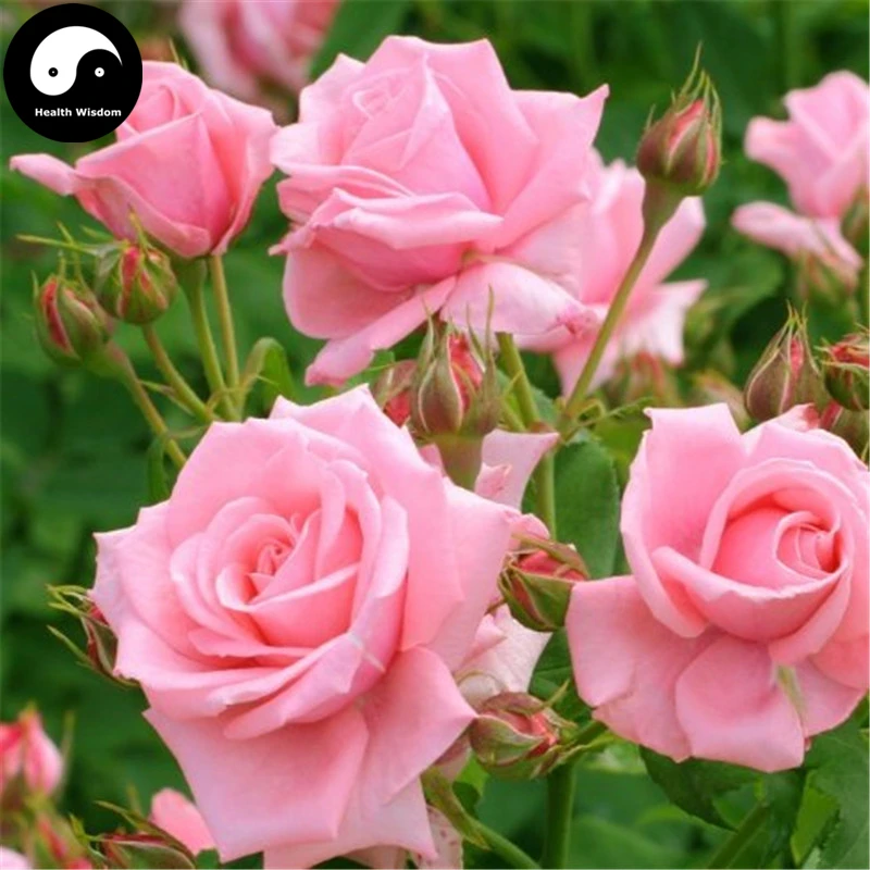 Buy Chinese Rose Tree Semente 400pcs Plant Flower Pink Rosa Rugosain