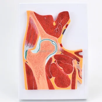 

life size Human Advanced Hip Joint Cross Section in trauma anatomy skeleton dental anatomical shadow medical training manikins
