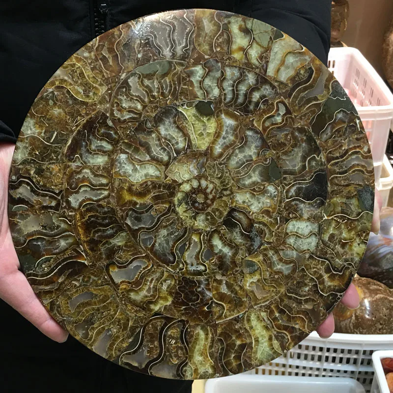 

1pcs 920g+ Ammonite Fossil Slice Plate Natura Shell a compassl MADAGASCAR FOSSIL SPECIMEN HEALING