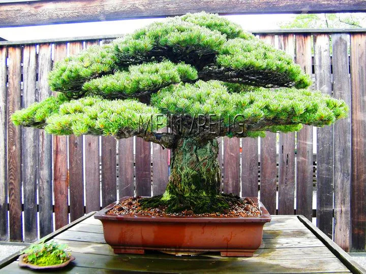 Lowest Price!100% True Sacred Japanese Cedar tree bonsai plant fir plant, home gardens, Free Shipping 100flores