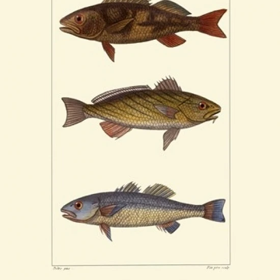 Freshwater Fish I Poster Print by Pretre (10 x 13)
