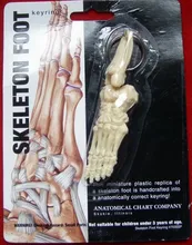

Foot joint Key Chains Human Body Model accessories free shipping