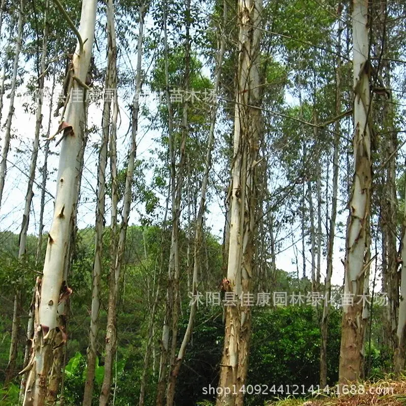 

eucalyptus tree bonsai plant eucalyptus trees Eucalyptus grandis tailed white diesel tree bonsai 200g / Pack