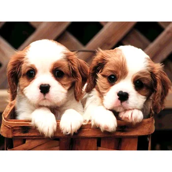 

Full square diamond 5D DIY diamond embroidery two dogs diamond painting cross stitch rhinestone mosaic decoration gift YY