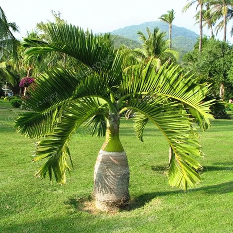 5 Pcs Palm Tree Bonsai Garden Ornament Evergreen Trachycarpus Fortunei Bonsai Tropical Landscape Plants Home Garden