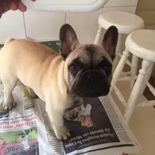 Новинка 134,2 кГц FDX-B Pet Microchip портативный RFID сканер, животное RFID считыватель тегов, сканер FDX-B низкочастотный портативный RFID считыватель