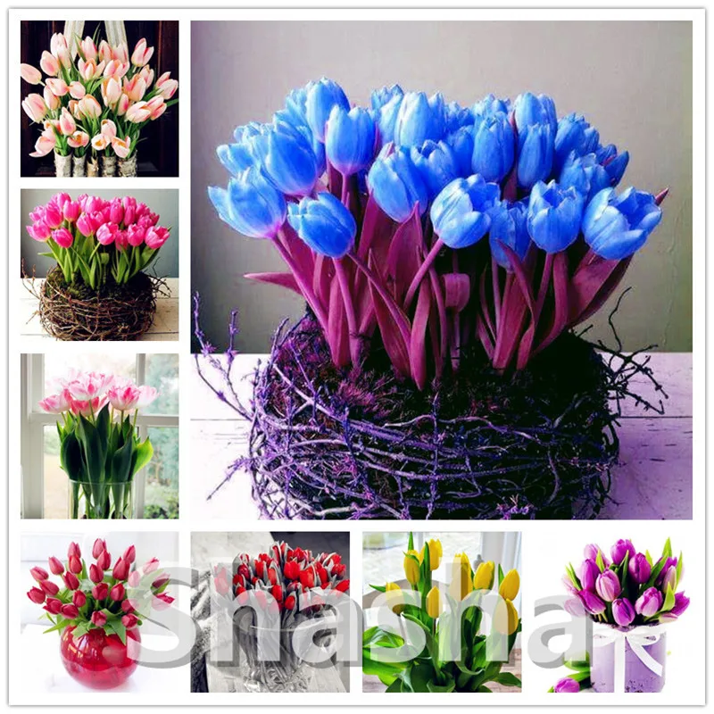 

200 pcs Perfume Tulip Bonsai High-Grade Flower Bonsai Most Beautiful And Colorful Tulip Plants Perennial Home Garden Decoration