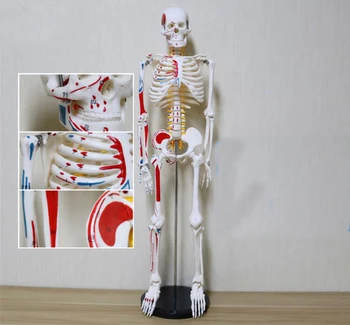 

85cm Simulation human skeleton teaching model with digital mark and nerve colored muscle detachable skeleton model