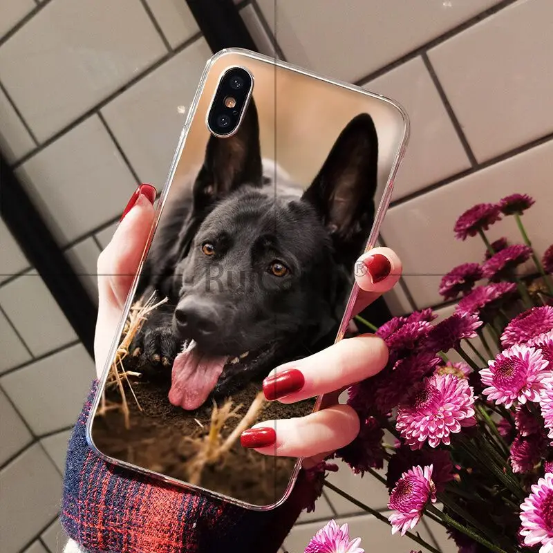 german shepherd dog