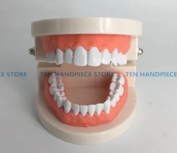 

2018 Good Quality Dental tooth model Early childhood teaching model The teaching model of oral teeth in children