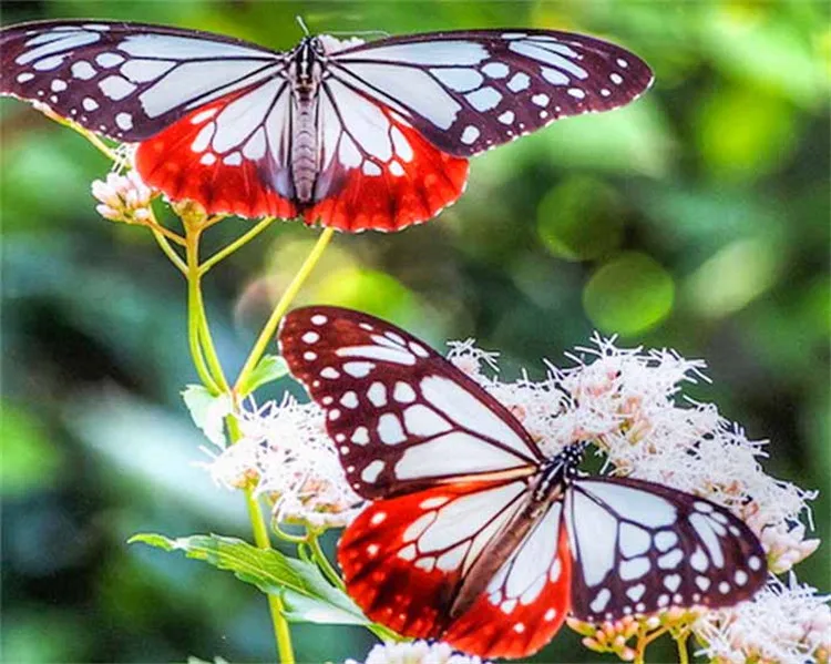 Обои на телефон на большой экран. Олимпиус Инферно бабочка. Яркие бабочки. Красивые бабочки. Бабочка красиво.