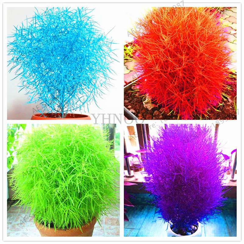 Blue Grass Plants Perennial 105pcs Grass Burning Bush 