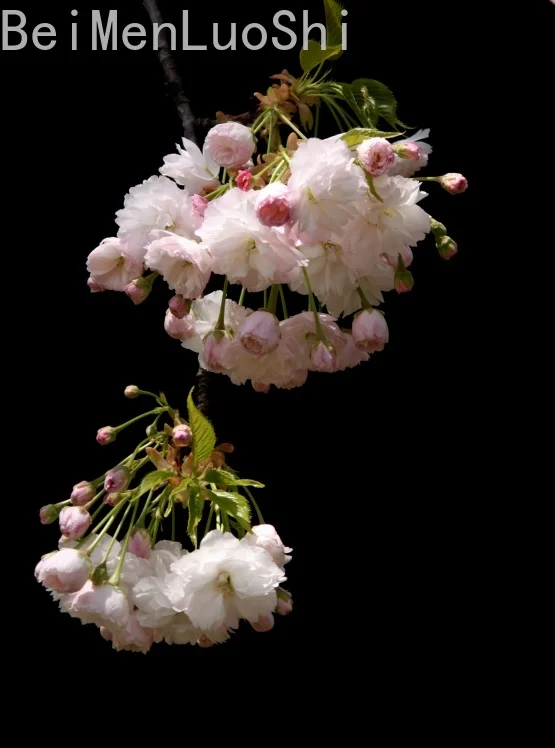 

Bonsai Plants Pine Moon Sakura Garden Decoration Purifies Air Plants Bonsai Tree 20pcs