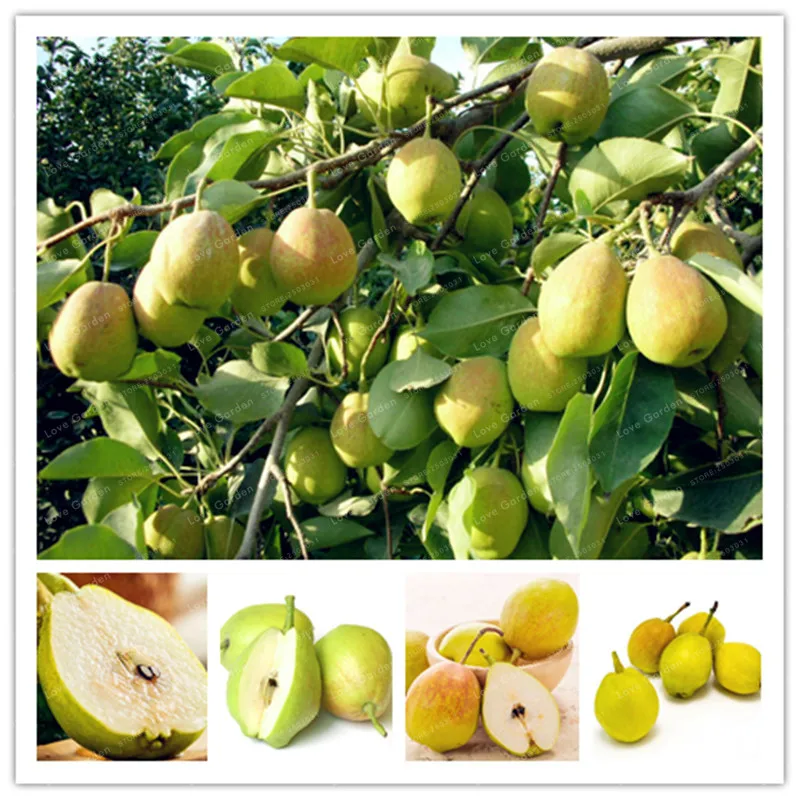 

50 Pcs Pear Bonsai Nutritious And Juicy Fragrant Pear Bonsai High Quality Fruit Bonsai For Home Garden Supplies Free Shipping