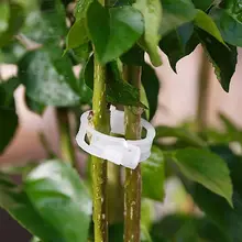 50 шт/30 мм прочные томатные садовые растения опорные зажимы для Треллис шпагат Тепличный томат Veggie садовые растения прищепки расходные материалы