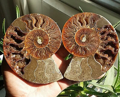 1 Paio Di Campioni Fossili Jurrassic Half Cut Ammonite Shell Madagascar