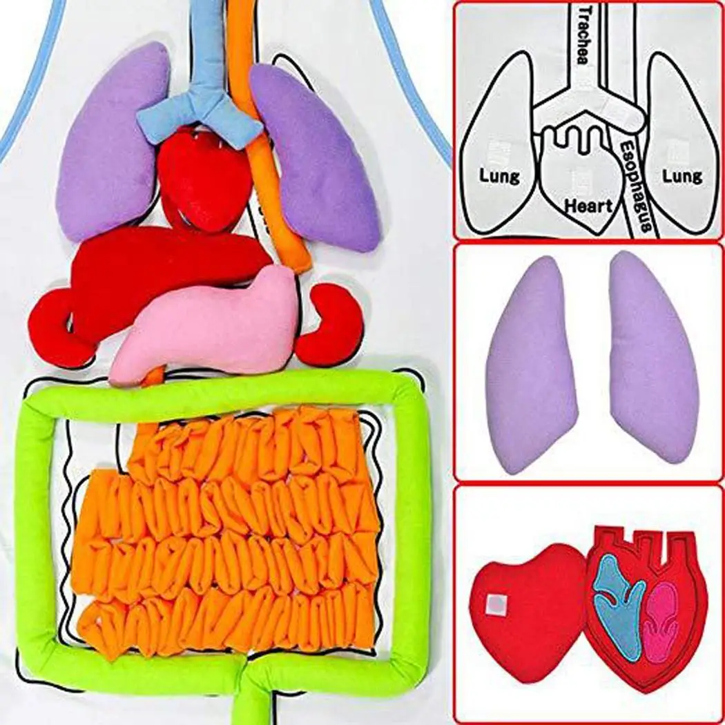  Educational Insights Toys For Children Anatomy Apron Body Organs Teaching Cartoon Tool Kids Learnin - 32995531351