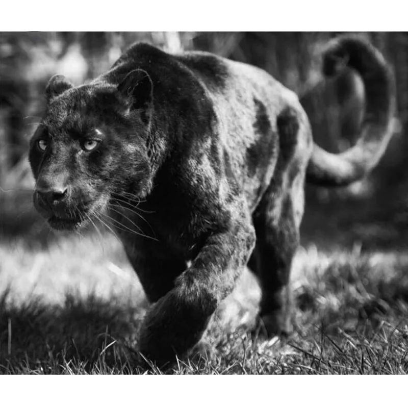 

YUMEART Diamond Embroidery Panther Crystal Mosaic Full Embroidery Full Square Drills 5D Animal Diamond Painting Wall Stickers
