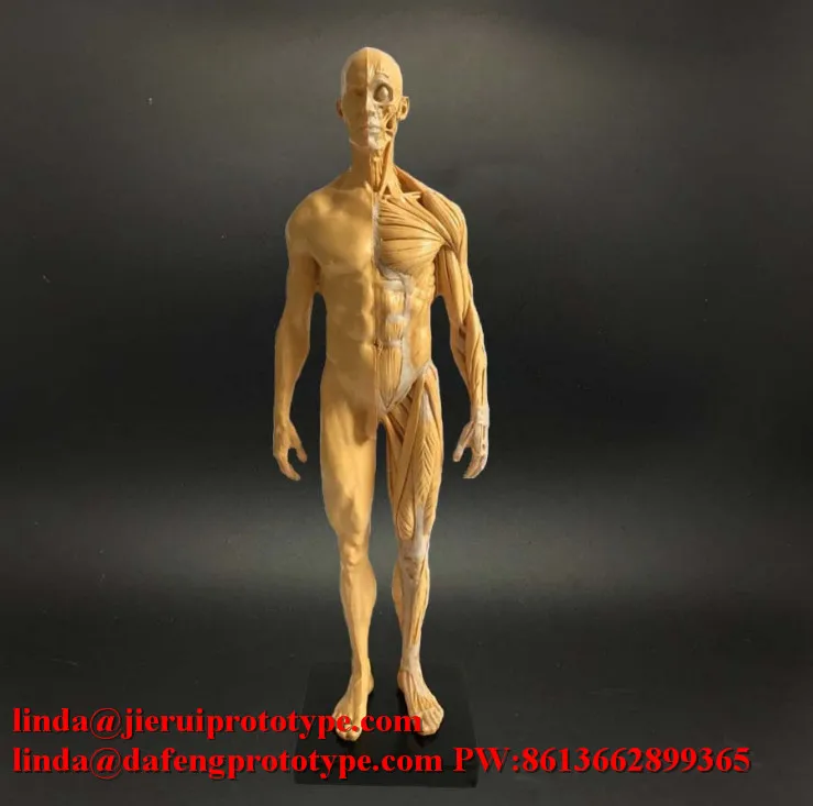 

7 Swords Stainless Steel Fabrication Pinion Motorcycle Timing Gear