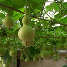 

2018 Limited Top Fashion Summer Aquarius Excluded Very Easy Interest Mini Home Jardin Gold -inch Bonsais 5pcs Healthy Vegetable