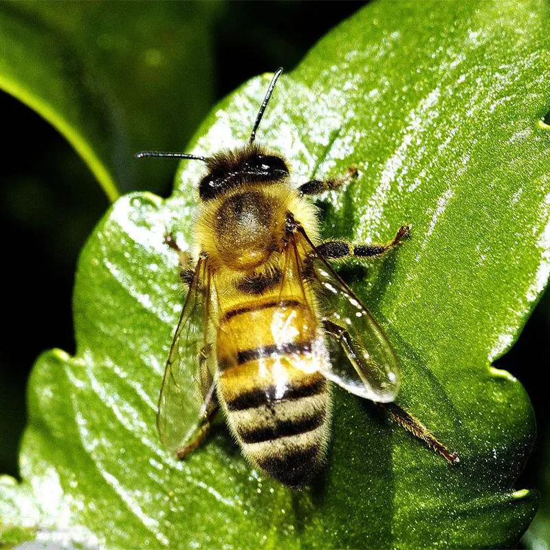 Королевский Сисси, хит, 10 пар, радужная пленка, Реалистичная пчела, крылья, квинтэссенция, сухая муха, поли, плоская пчела, крылья для форели, ловли нахлыстом
