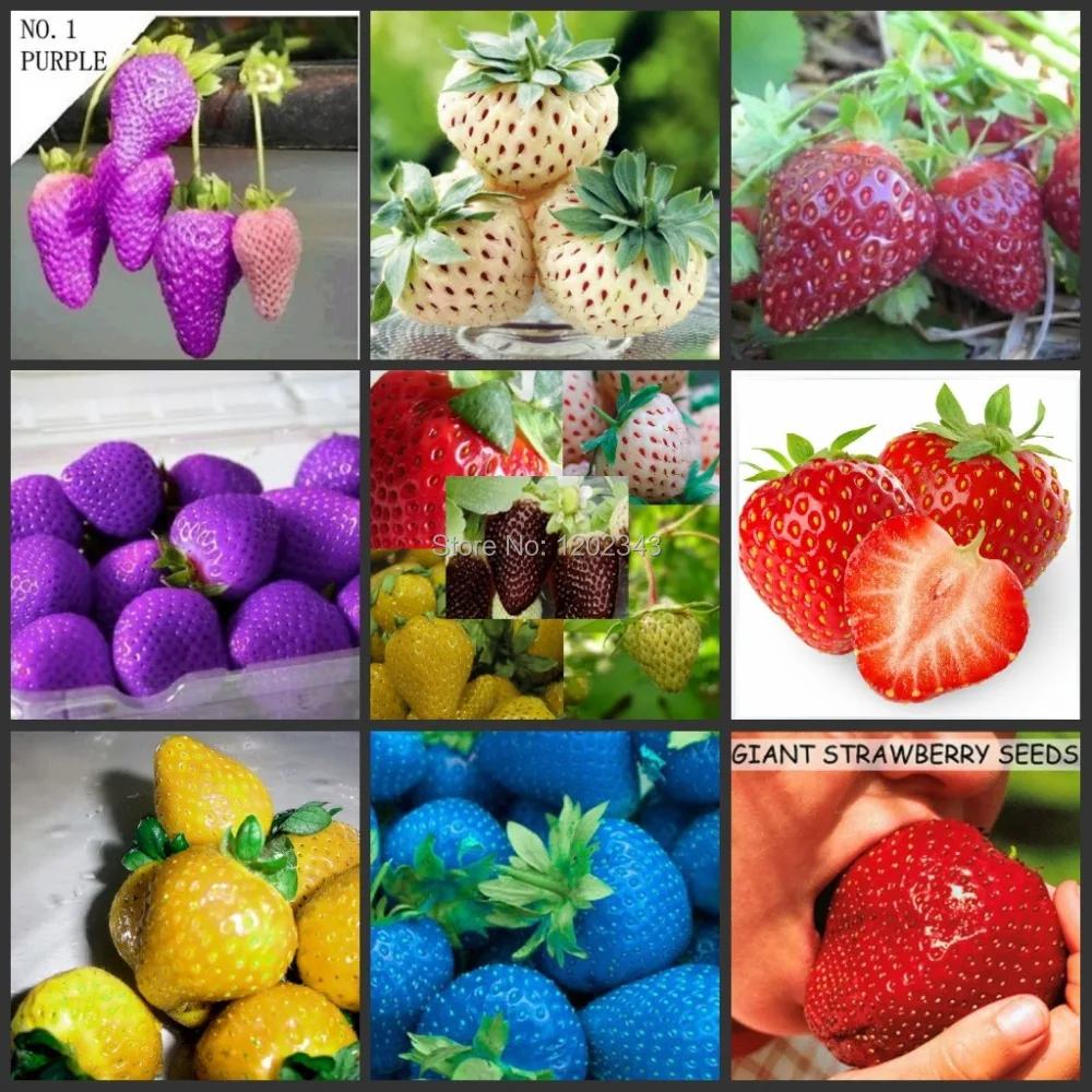 200 SEEDS 30kinds Colorful Strawberry Seeds bonsai vegetable fruit