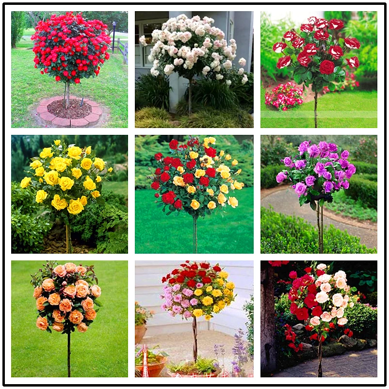 

100 Pcs Mix-color rose tree seedling rare rose flower Bonsai for home garden planting Potted,Balcony & Yard Flower bonsai plant