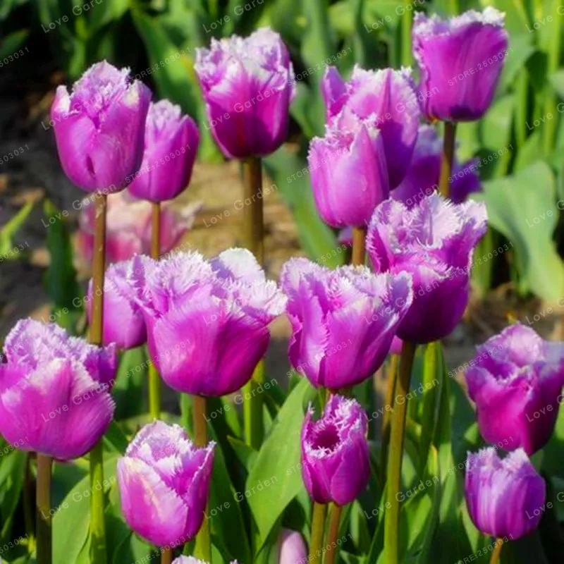 10 Pcs Tulip Bonsai Tulip Flower Beautiful Tulipanes Flower Plant For Garden plants(Not Tulip Bulbs ) Flower Symbolizes Love 10 Pcs Tulip Bonsai Tulip Flower Beautiful Tulipanes Flower Plant For Garden plants(Not Tulip Bulbs ) Flower Symbolizes Love