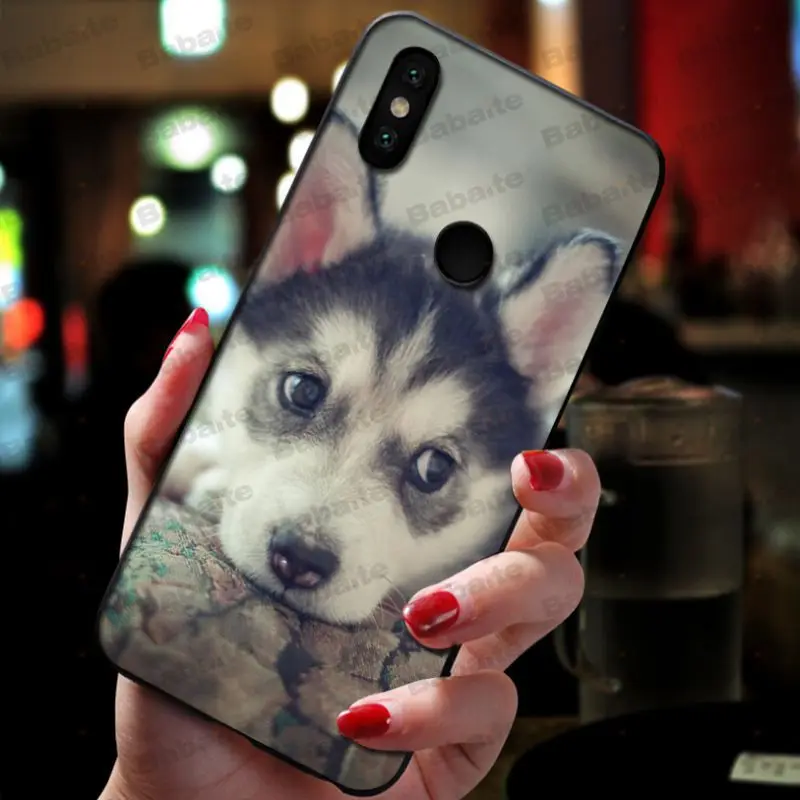 Animal Husky cute Puppy Dog