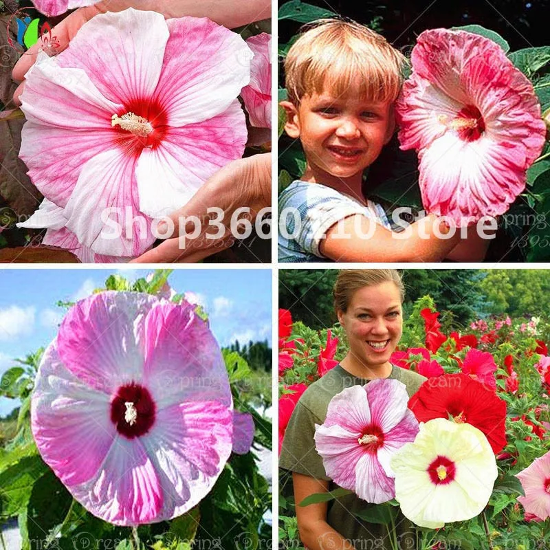 

50pcs Hot Sale Rare Seedsplants Giant Hibiscus Flower Garden Home Potted Plants Flower Okra Hibiscus Bonsai