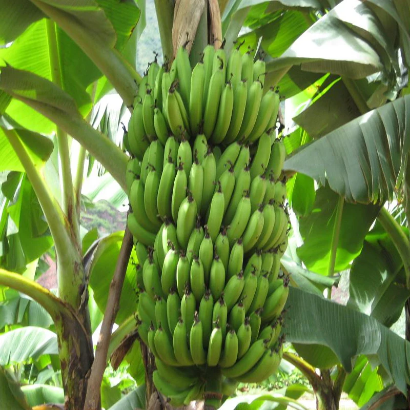 Buy 200pcs/bag Rare Green Banana Melon Seeds Milk