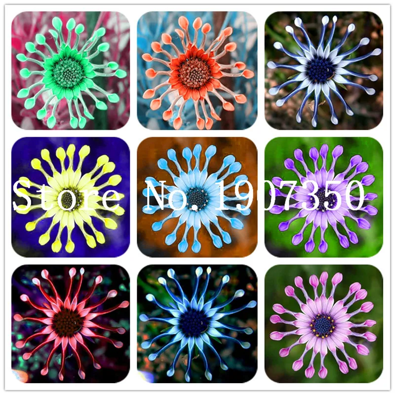 

Hot Sale! 100 Pcs African Blue Eyed Daisy Flower Osteospermum Bonsai Blue Daisy Hardy Plants Flower Exotic Ornamental Flowers