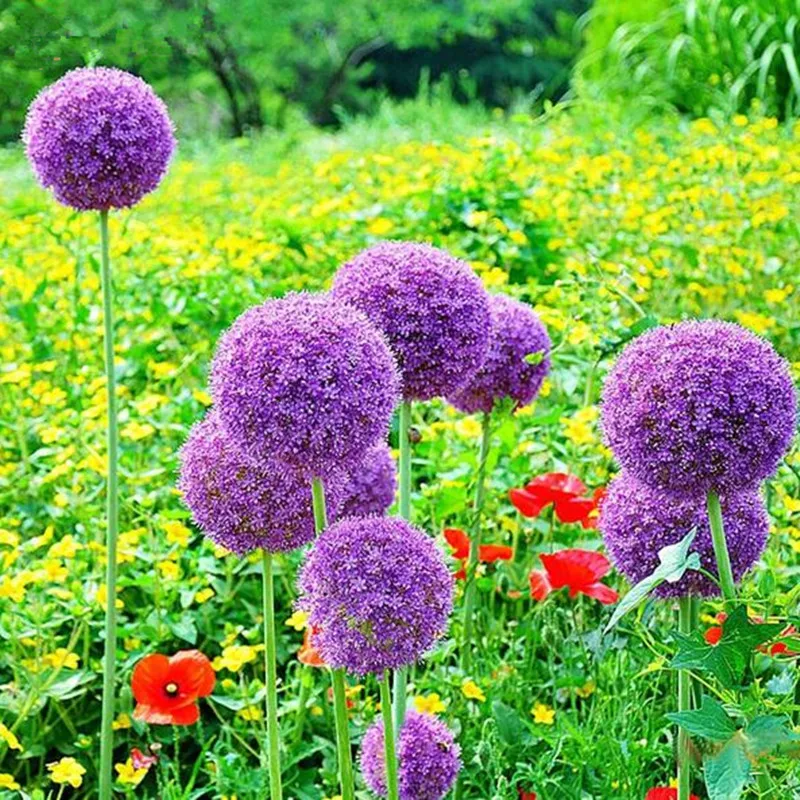 120 pcs/pack Purple Giant Allium Giganteum Beautiful Flower bonsai Garden Plant the budding rate 95% rare flower for kid 120 pcs/pack Purple Giant Allium Giganteum Beautiful Flower bonsai Garden Plant the budding rate 95% rare flower for kid