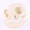 Realistic Cat Skull Resin Replica Teaching Skeleton Model Aquarium Halloween Props Horrible Supplies Home Decora ► Photo 3/6
