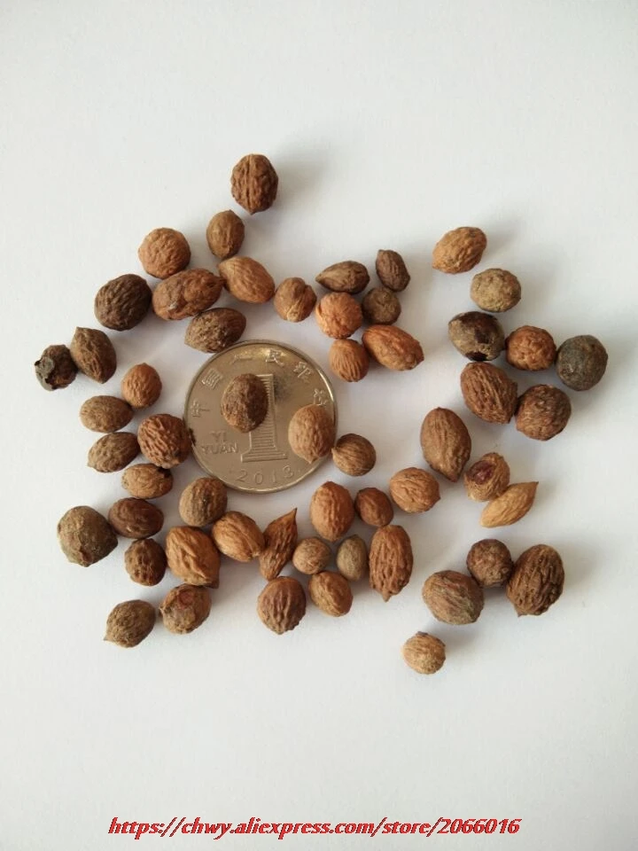 jujube seeds for sale