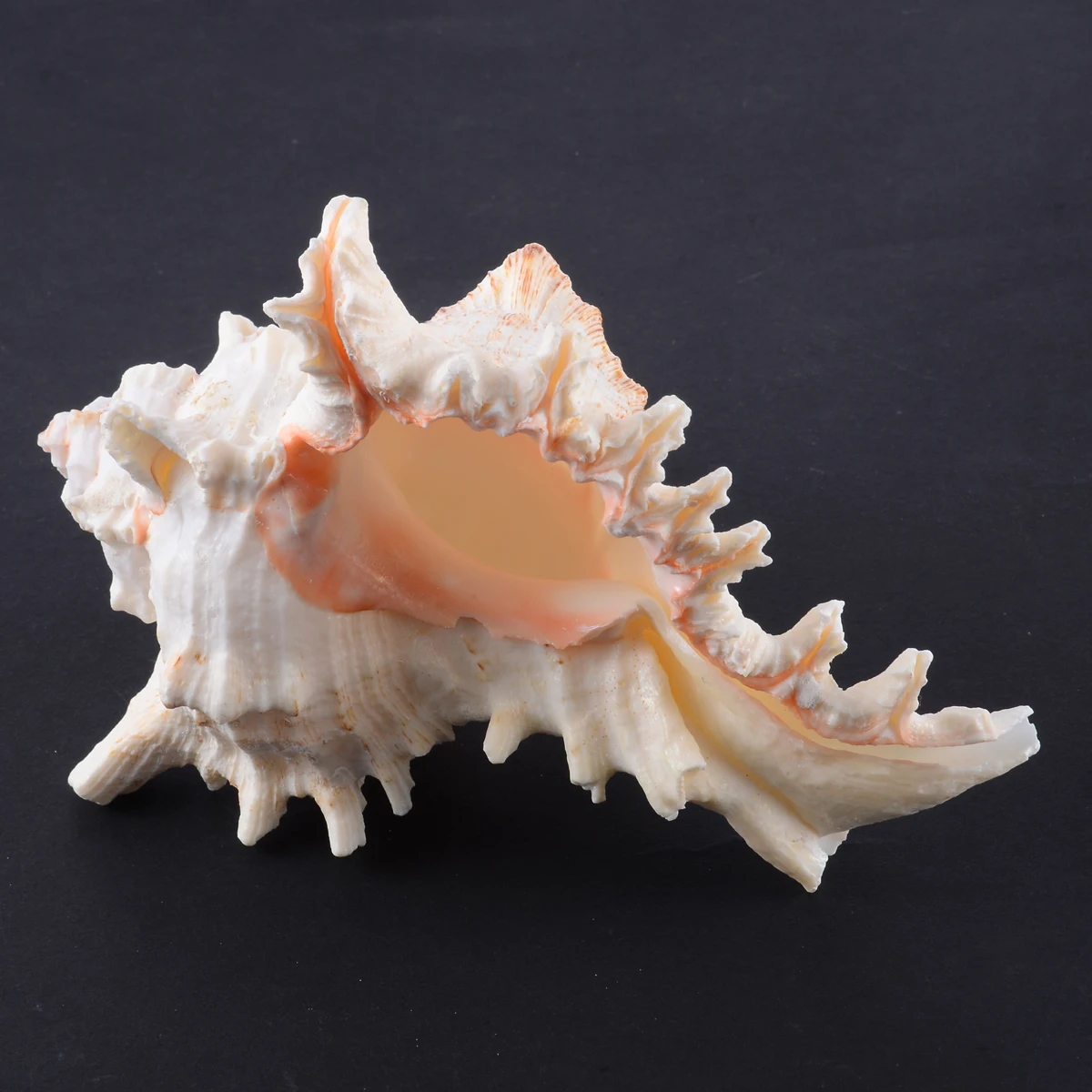 1pc New Large Queen Nautical Shells Conch Natural Seashell Beach As Craft Ornaments Home Decoration Home Furnishings