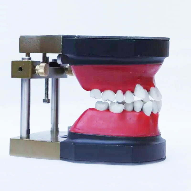 Dental manikin dental Typodont Model Dental Orthodontic model for