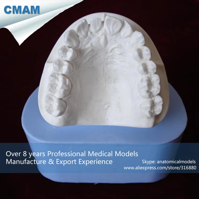12570 / Adult Plaster Model Mold,Dental Rubber Mold, Medical Science