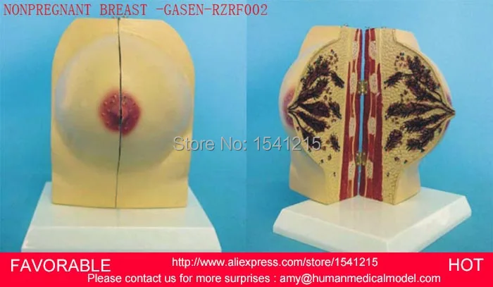 

HUMAN ANATOMICAL SUCKLING PERIOD BREAST ORGAN DISSECTION MEDICAL TEACHING MODEL ,FEMALE BREAST NONPREGNANT BREAST-GASEN-RZRF002