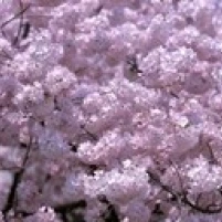 USA  Washington DC  Close-up of cherry blossoms Poster Print (36 x 13)