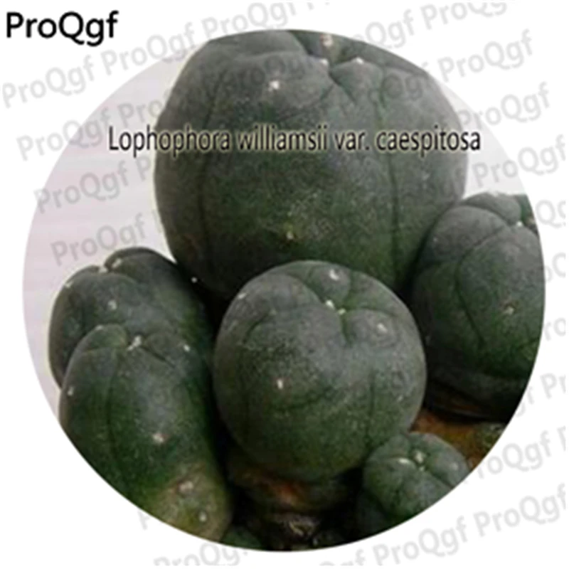 

Prodgf 25Pcs A Set Cactus Lobivia Peruviana Hendriksenianus oreocereus Articulata Denegrii Notocactus Esmeraldana Monvillea