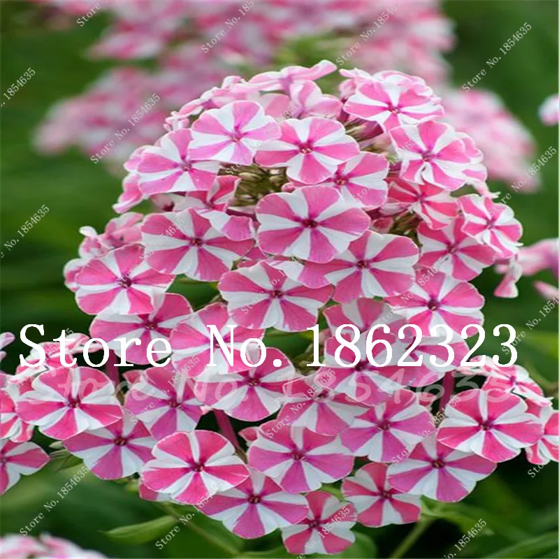 200 Pcs New Arrival! Heirloom Mountain Phlox Bonsai,Potted Bonsai Plant Flower Plant for Home Garden Decor Ground Cover Plant