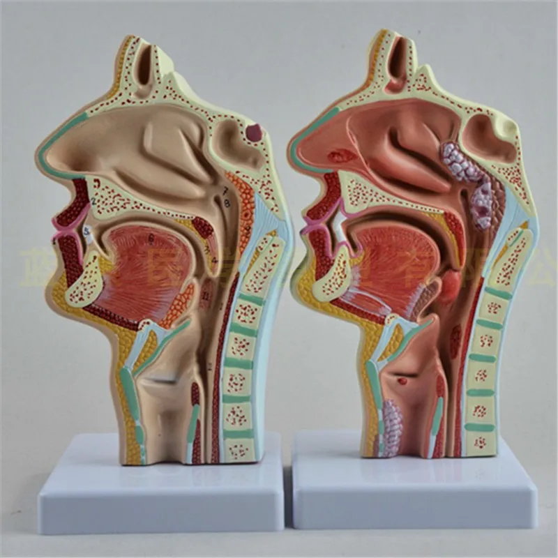 

Human nasal anatomy model pathology nose otolaryngology model human nasal cavity model